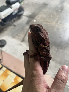 鬃狮蜥宠物活体幼体异宠温顺不咬人柑橘红系