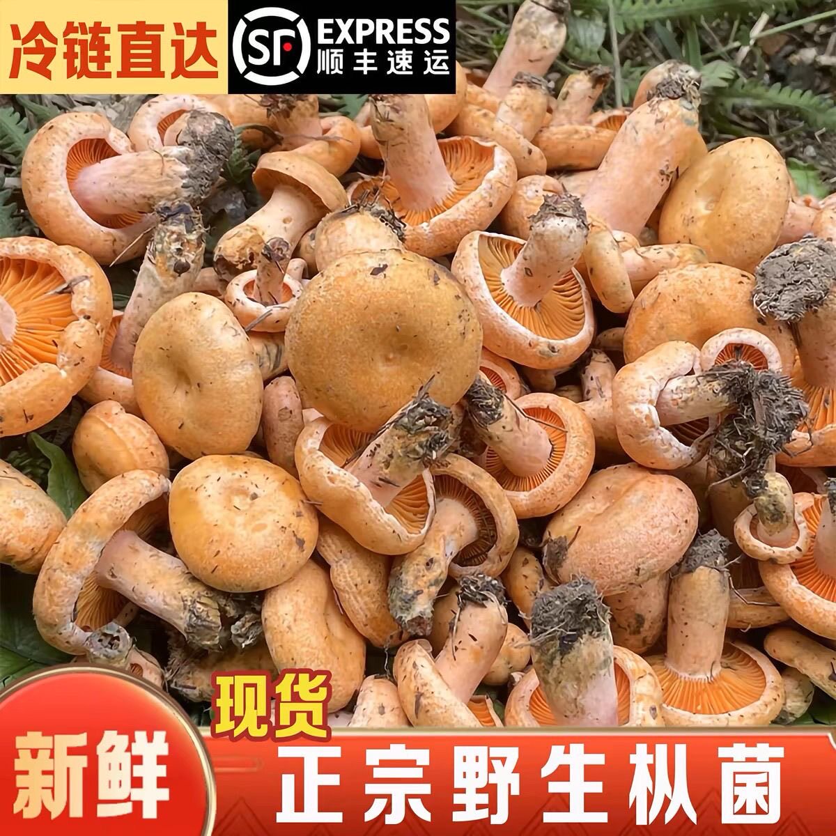 现货新鲜枞树菌重阳菌雁来菌三九菇松菇谷熟菌寒菌乳松菌顺丰包邮