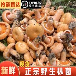 现货新鲜枞树菌重阳菌雁来菌三九菇松菇谷熟菌寒菌乳松菌顺丰包邮