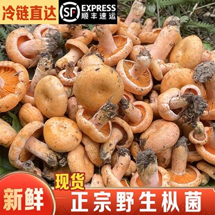 现货新鲜枞树菌重阳菌雁来菌三九菇松菇谷熟菌寒菌乳松菌顺丰包邮