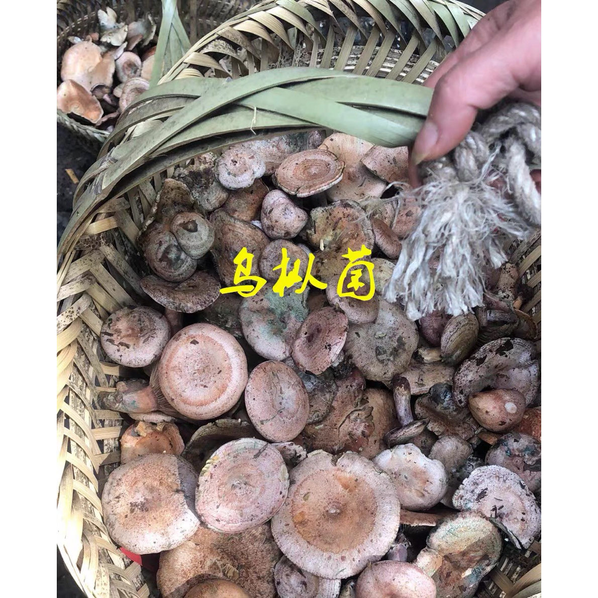 现货新鲜枞树菌重阳菌雁来菌三九菇松菇谷熟菌寒菌乳松菌顺丰包邮