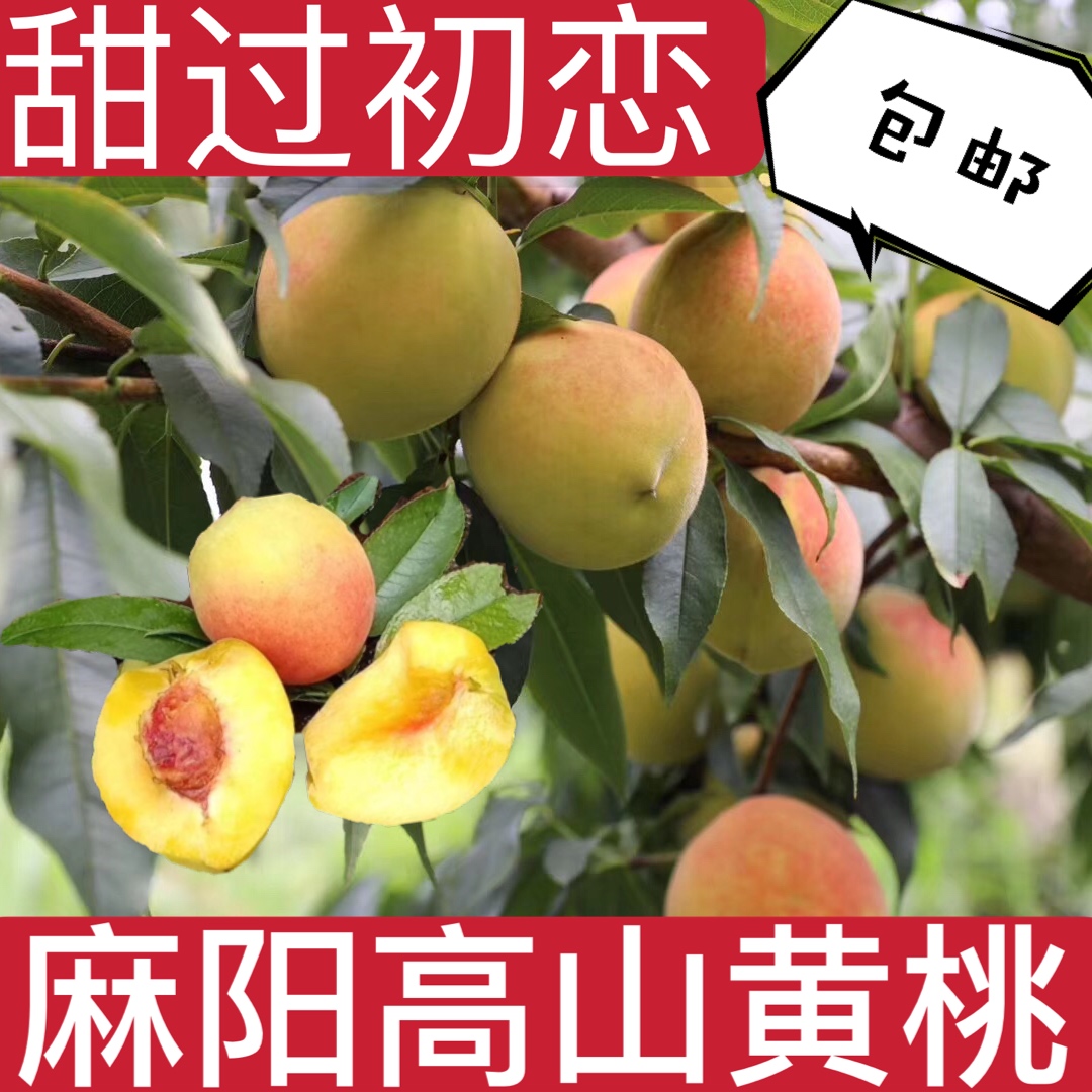 湖南麻阳纯甜新鲜锦绣黄桃5斤装现摘当季孕妇时令水果非砀山桃子