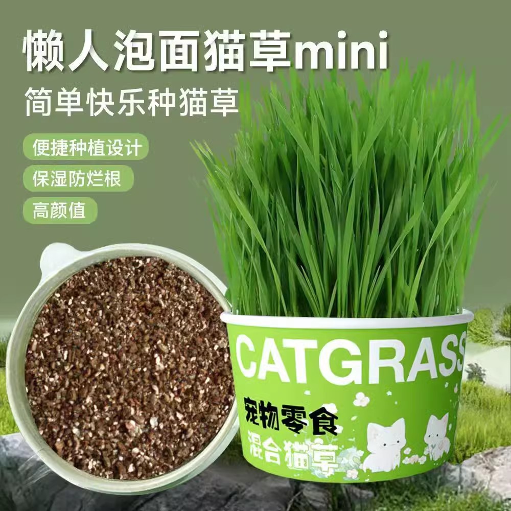 懒人泡面猫草盆栽猫草种子无土水培天然种植化毛磨牙洁齿猫咪零食