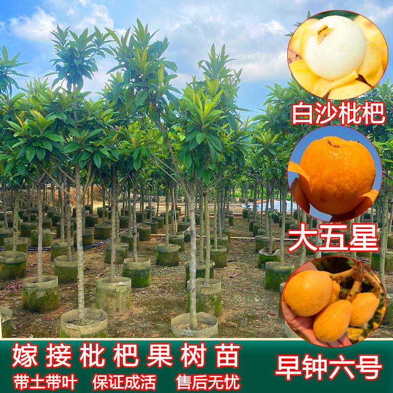 枇杷苗树嫁接特大五星白沙枇杷树苖早钟六号枇杷果树果苗当年结果