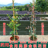 可食用金银花树苗盆栽白红金银花苗攀援绿植庭院爬藤植物四季 开花