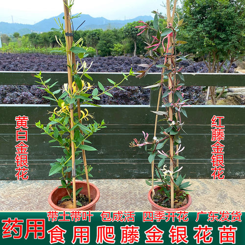 金银花苗可食用庭院爬藤四季开花