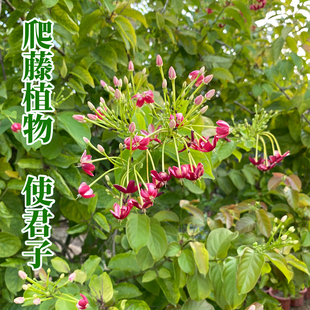 使君子花苗爬藤植物庭院阳台藤本花卉篱笆围墙攀爬香花水君子包邮