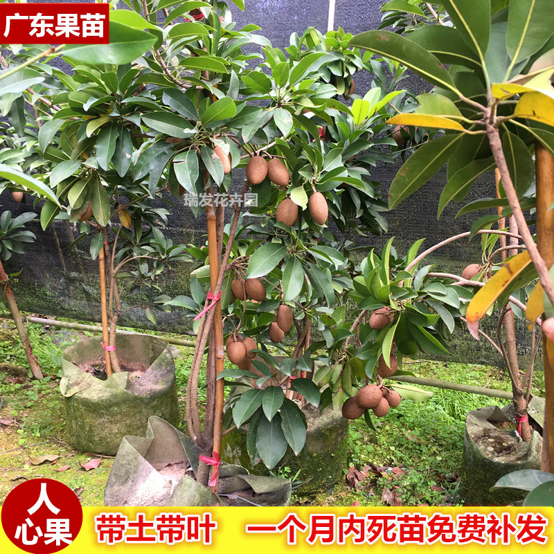 人心果苗超甜人心果树果苗优质带果人心果苗庭院种植当年四季结果