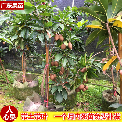 人心果苗超甜优质带果苗四季结果