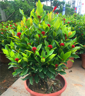 龙船花苗阳台庭院室内外花卉盆栽 仙丹花百日红花苗 山丹英丹花苗