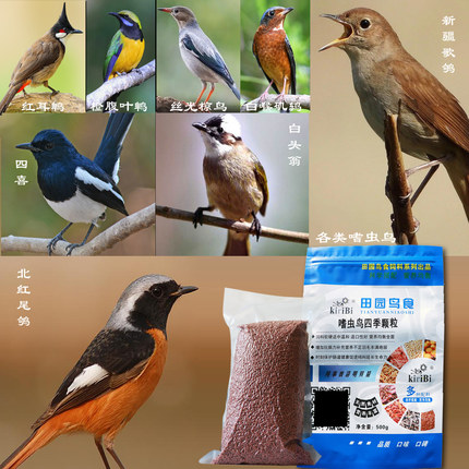 嗜虫鸟类专用红尾北鸲白头翁长尾四喜黑白新疆歌鸲等500克包邮