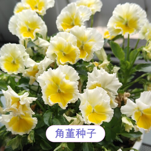 【限量花种】10元包邮分享-角堇种子礼服蛋秋播花家庭自收