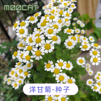 【限量花种】10元包邮分享-短舌匹菊洋甘菊种子籽播秋播家庭自收