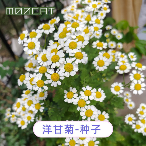 【限量花种】10元包邮分享-短舌匹菊洋甘菊种子籽播秋播家庭自收