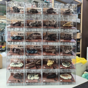 仿真远古动物头骨恐龙化石模型摆件男女孩玩具亚克力装霸王龙头骨