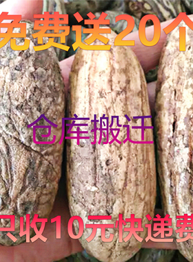 千眼菩提子 手把件 吊坠挂件白绿色原子籽原料胖大果精品单颗超大