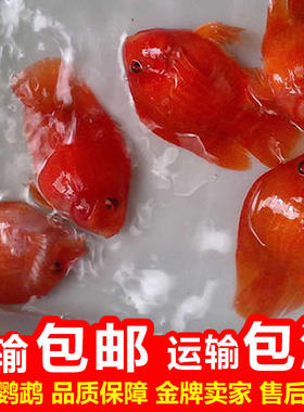 鱼观赏鱼发财鱼热带鱼起头红财神