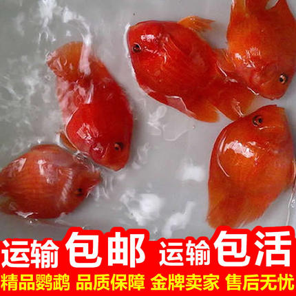 血鹦鹉鱼活体中大型热带鱼观赏鱼发财鱼活体红财神鹦鹉淡水鱼活体