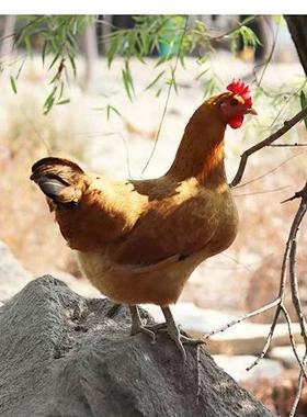 苏禽土鸡苗出壳小鸡高产蛋鸡