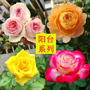 阳台月季花苗果汁红苹果红双喜艾莎朱丽叶黑魔术女王红色直觉微蓝