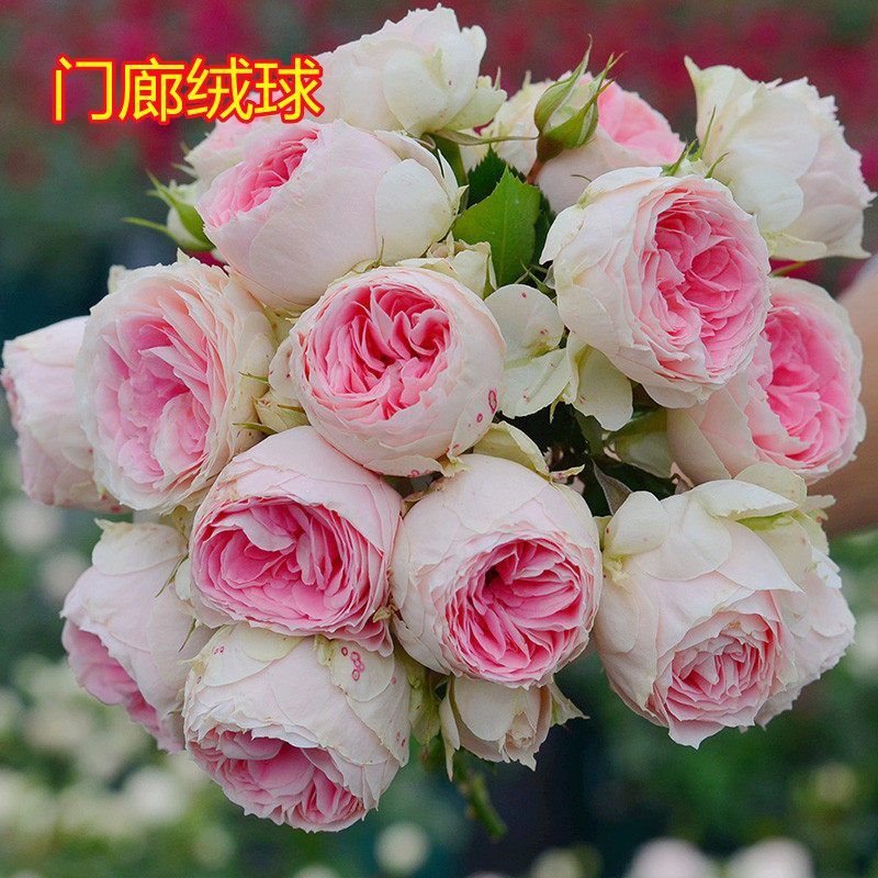 门廊绒球月季花苗 阳台盆栽花卉 微月灌木 多季开花勤花 抗病性强
