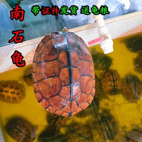 外塘石金钱大龟 食用南石龟煲汤肉龟 繁殖下蛋健康好养宠物深水龟