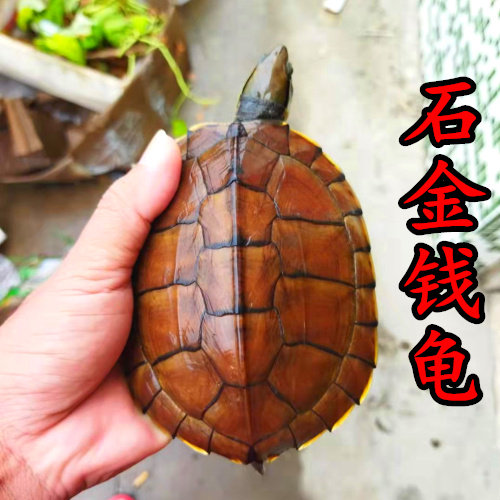 纯种招财石金钱龟长寿镇宅南石龟
