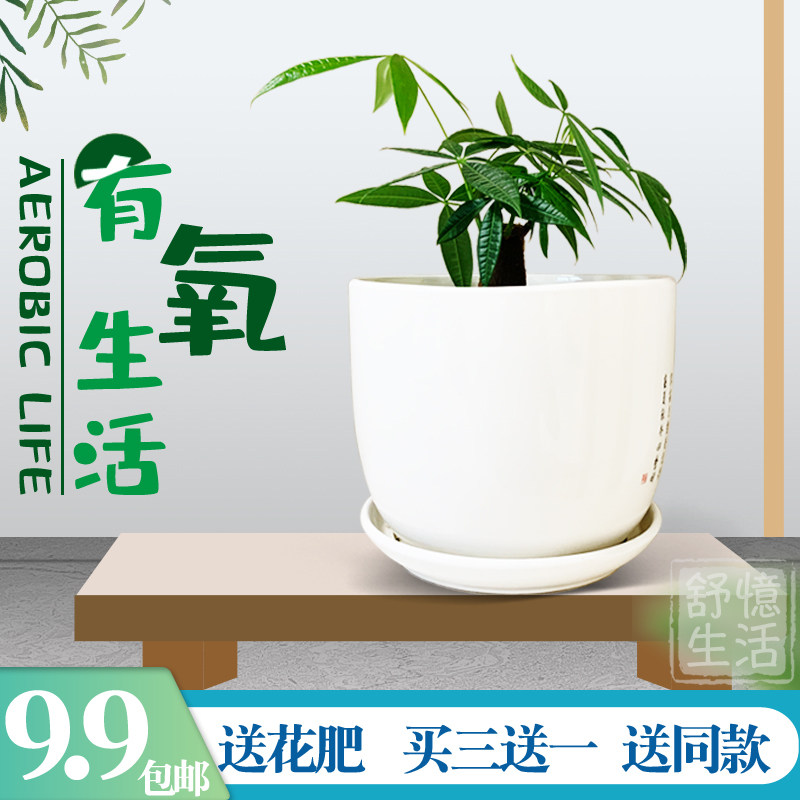 发财树客厅办公室书房好养易活