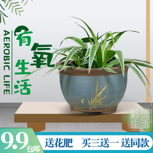 吊兰易活客厅书房办公室吸甲醛