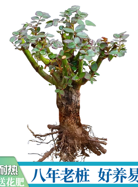 8年玫瑰老桩切花月季室内外盆栽庭院植物好养易活春夏秋开花不断