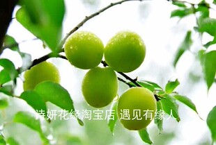 青梅树苗浙江宁波萧山大青梅树苗果树苗明年开花结果白梅花可泡酒