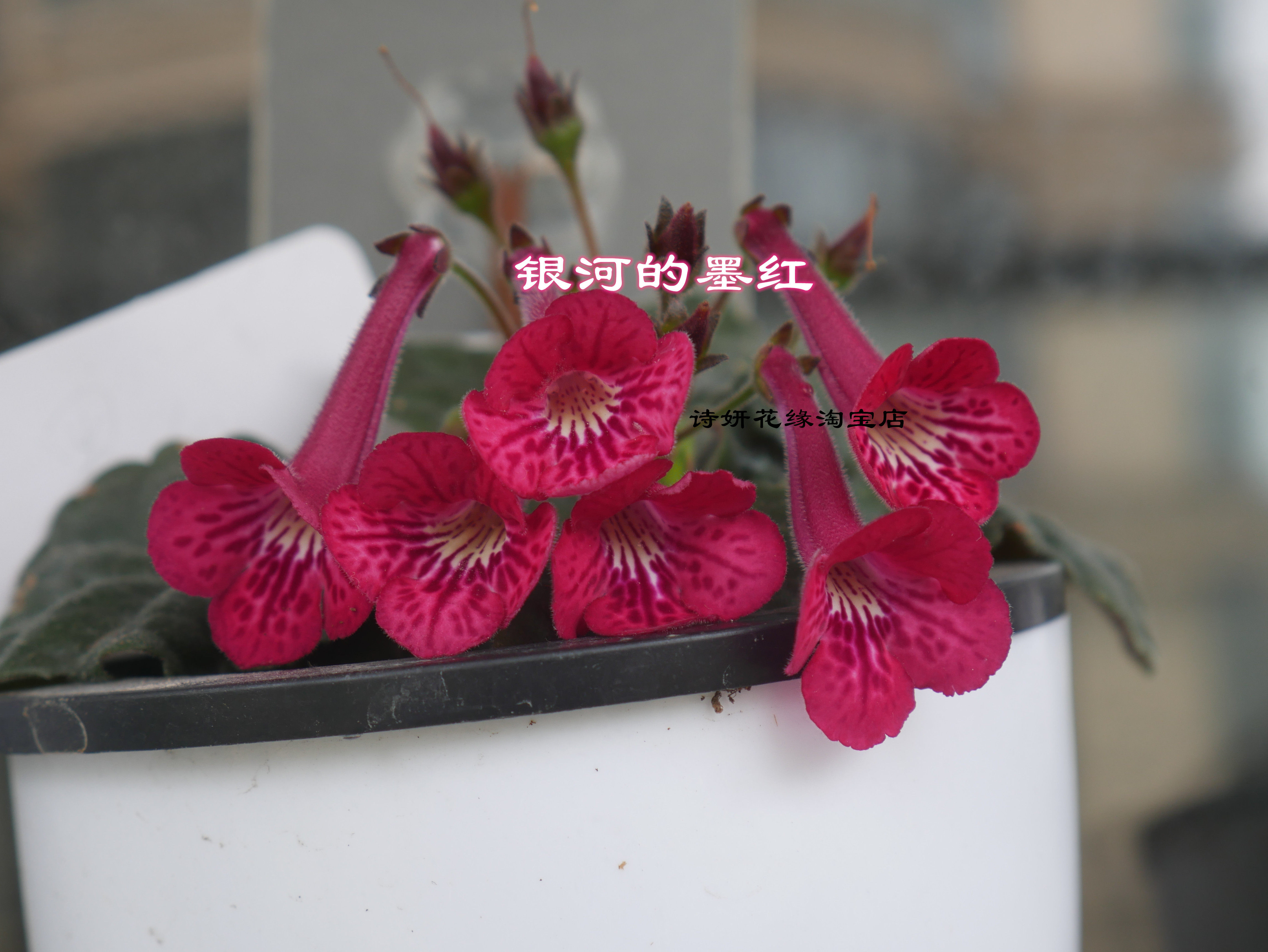 苦苣苔科迷你岩桐 迷岩花苗新品银河的墨红