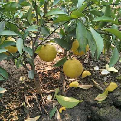 浙江黄金贡柑树苗象山青桔子树春香柚苗柑桔红美人爱媛28号果树