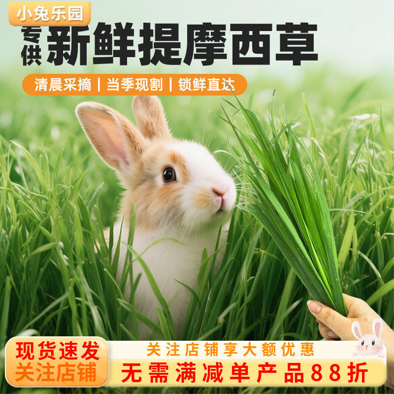 新鲜提摩西草兔子草北提龙猫荷兰猪提草现割现发兔子食用草1kg