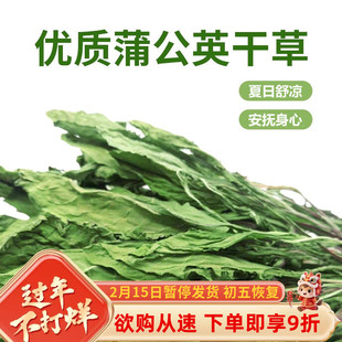 蒲公英干草兔子食用草粮草清热降火抗菌消炎祛暑荷兰猪龙猫保健草