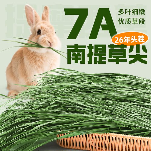 7A级南提提摩西草超绿全叶无杆