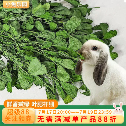 云南大叶苜蓿草真的贵但是真的好