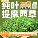 7A級北提烘干提摩西草純葉幾乎無桿適合挑嘴兔兔豚鼠龍貓干草500g