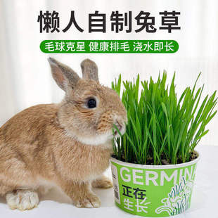 兔草小麦草兔子用品种植新鲜兔子小麦草盆栽无土有机化毛排毛
