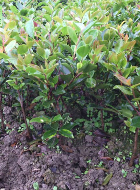 清香花缘茶花树苗山茶花小苗新品茶梅树球盆栽茶花茶梅小苗基地供