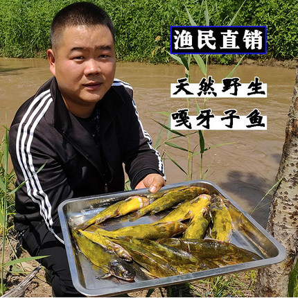嘎牙子鱼黄颡鱼东北自然生长淡水鱼鱼鲜活速冻新鲜食用昂刺鱼杂鱼