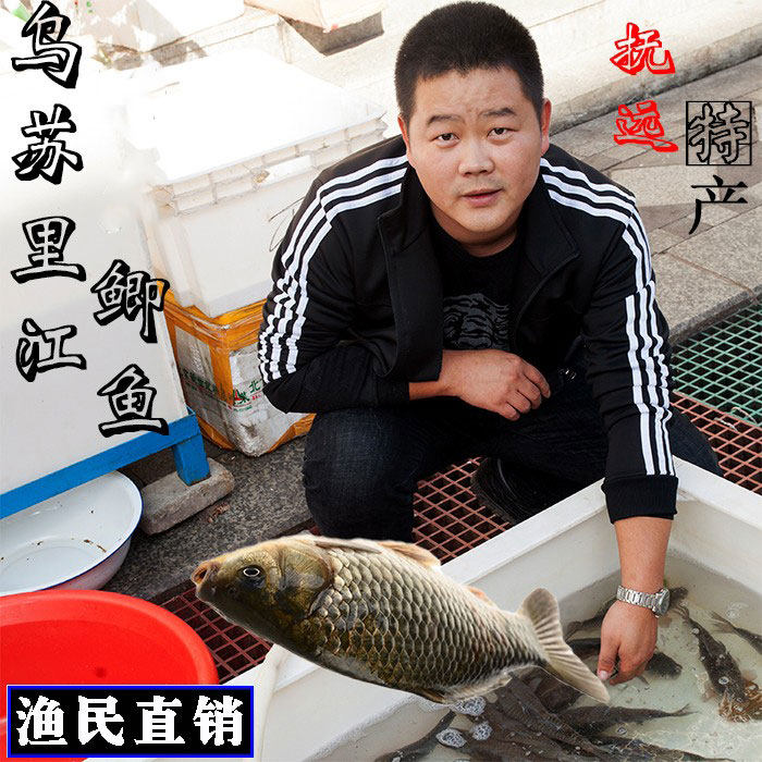 鲫鱼淡水鱼自然生长新鲜土鲫鱼孕产妇下奶月子炖汤补身大小鲫瓜子
