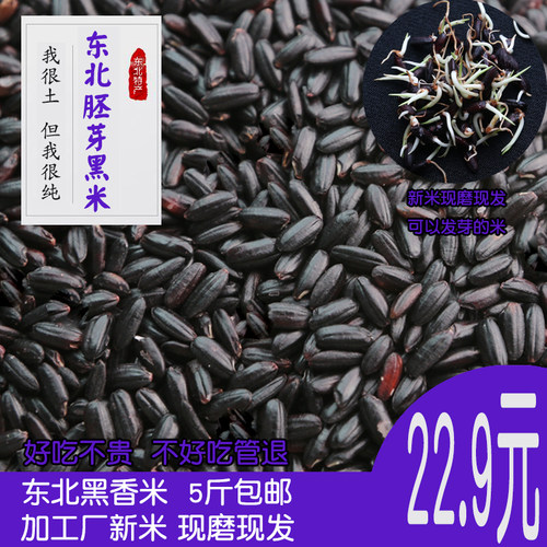 农家2024年秋收割黑米