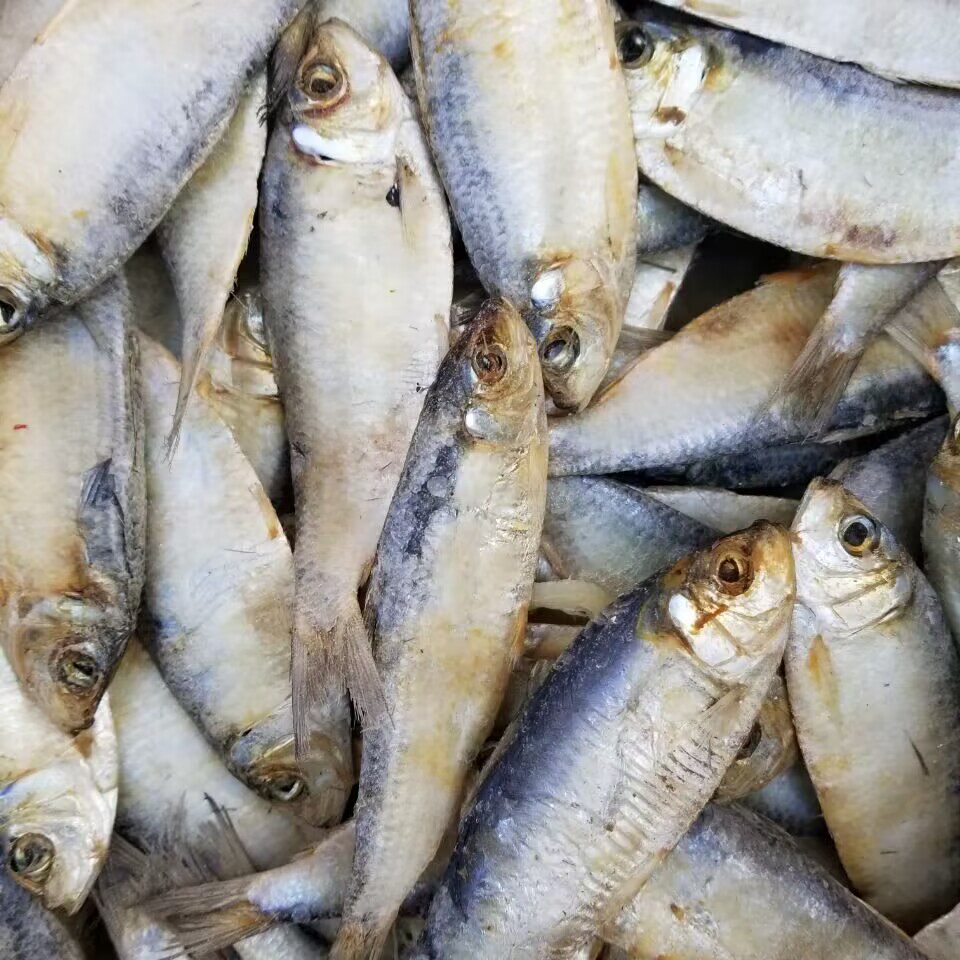 青皮鱼半干青鳞鱼咸鱼柳叶鱼青鱼皮子青林鱼海鱼