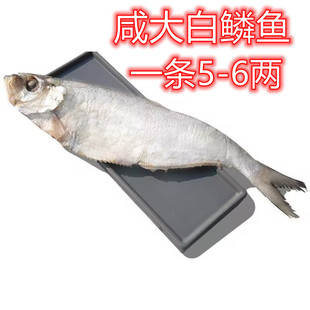 大白鳞鱼干新货白鳞鱼干半干曹白鱼白鳞鱼咸鱼干快鱼海鲜干货