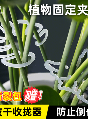 沃施worth龟背竹支撑杆花支撑架植物固定器神器枝干收拢固定架
