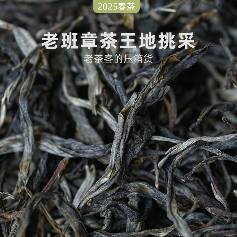 2025年老班章茶王地挑采古树茶