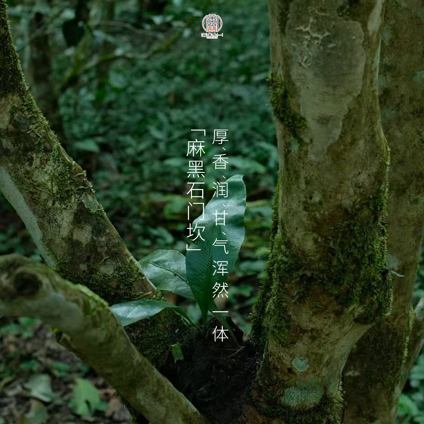 【现货】2026石门坎古树春茶 一生茶语 易武麻黑普洱茶生茶 200g