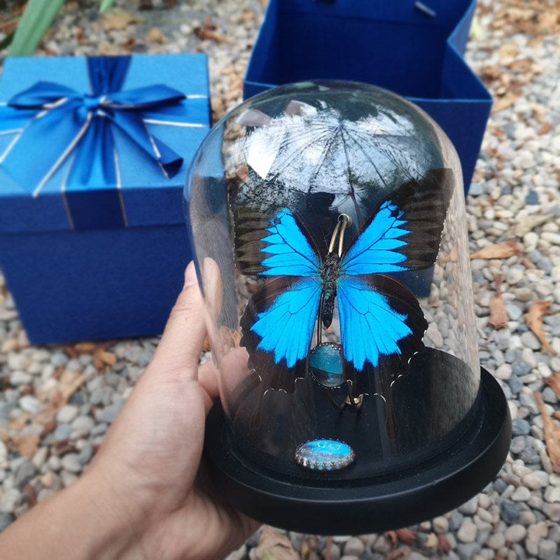 蝴蝶标本真蝴蝶 玻璃罩摆件进口玄关礼品 天堂凤蝶 欧式 生日礼物