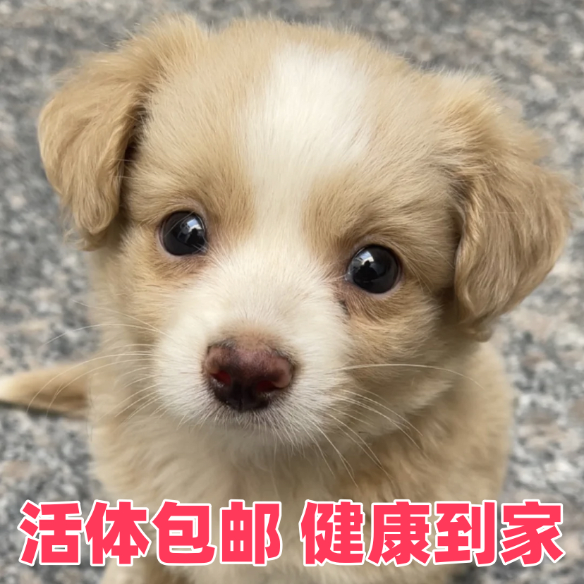 宠物店小型犬中华田园犬健康包邮